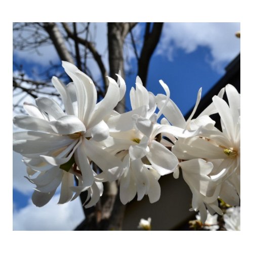 White Flowers and Sky print