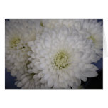 White Flowers Card cards