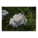 white flowers cards