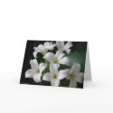 White Flowers cards