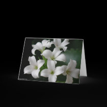 White Flowers cards