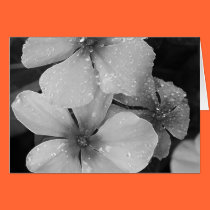 White Flowers cards by JuliaGoss White Flowers cards