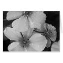 White Flowers cards by JuliaGoss White Flowers cards