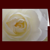 White Flowers Card Rose Flower Greeting Card Blank cards