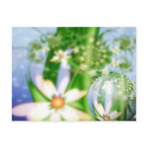 White Flowers for Spring postcards