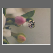 White flowers in water drop postcard postcards