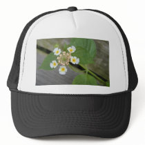 White Flowers Macros Leaves hats
