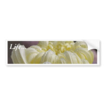 White Flowers Mums Dew bumper stickers