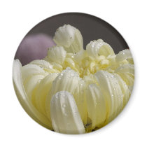 White Flowers Mums Dew magnets