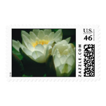 White Flowers Postage Stamps