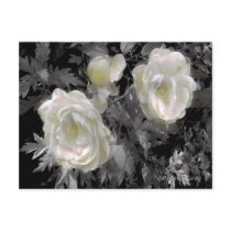White Flowers. postcards by GalleryVisage White Flowers. postcards