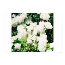 White flowers posters by bcanela White flowers posters