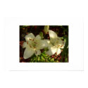 White flowers posters by tigermd White flowers posters