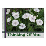 white flowers thinking of you cards