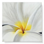 White Frangipani Posters