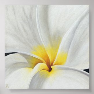 White Frangipani zazzle_print