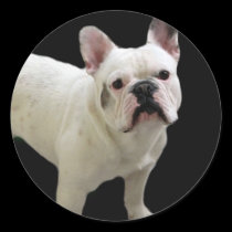 White French Bulldog stickers