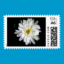 white frills postage stamps