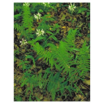 White fringeless orchid flyers