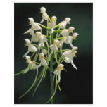 White fringeless orchid flyers