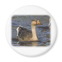 White-fronted Goose 9P52D-005 magnets by TraffordPhotos White-fronted Goose 9P52D-005 magnets