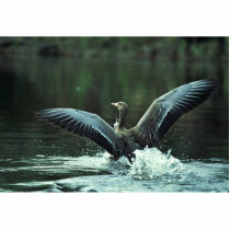 White-fronted Goose Landing on Water photo sculptures
