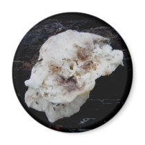 White Fungus on Wood Magnet by CarolsCamera White Fungus on Wood Magnet