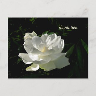 White Gardenia Blossom Thank You Postcard