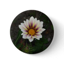 White Gazenia Button