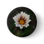 White Gazenia Button