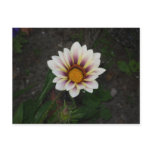 White Gazenia Postcard