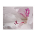 White Geranium Postcard by emele1 White Geranium Postcard