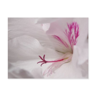 White Geranium Postcard by emele1
