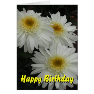 White Gerber Daisy Happy Birthday Greeting Cards
