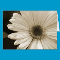 White Gerbera Daisy Card cards