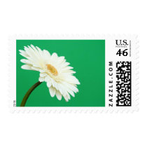 White Gerbera on Green Postage