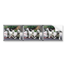 White+German+Shepherd bumper stickers