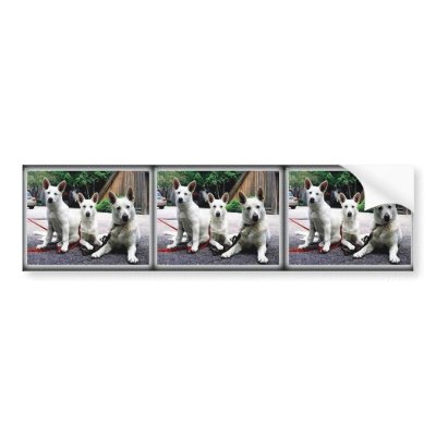 White+German+Shepherd Bumper Stickers by Dog_House