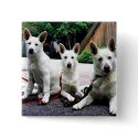 White+German+Shepherd buttons