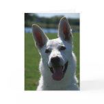 White German Shepherd Greeting Card