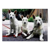 White+German+Shepherd cards by Dog_House White+German+Shepherd cards