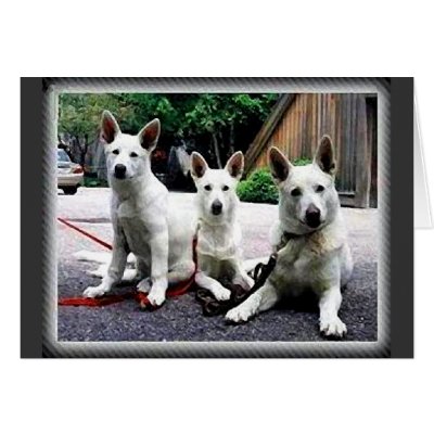 White+German+Shepherd Greeting Card by Dog_House