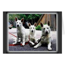 White+German+Shepherd cards by Dog_House White+German+Shepherd cards