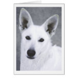 White German Shepherd Dog Cards