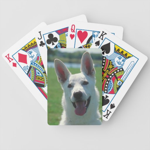 Dog playing cards