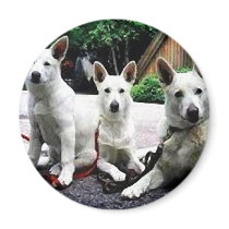 White+German+Shepherd magnets by Dog_House White+German+Shepherd magnets