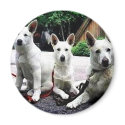 White+German+Shepherd magnets