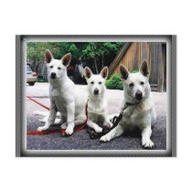 White+German+Shepherd Post Cards
