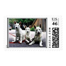 White+German+Shepherd postage