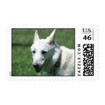 White German shepherd postage